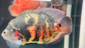 IKAN OSCAR TIGER 7 JARI