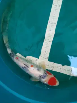 Ikan koi Tancho Sanke Ginrin 48cm lokal