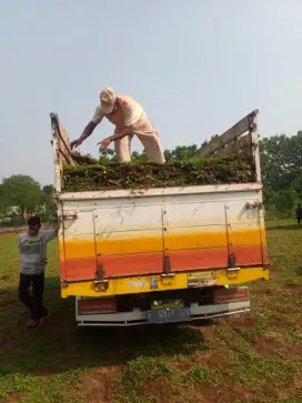 1truk Rumput Gajah Paitan