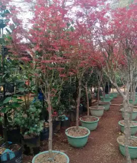 Pohon Red maple