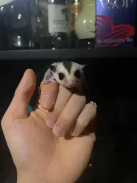 Sugar Glider Joey Whiteface Jantan Wf Jantan