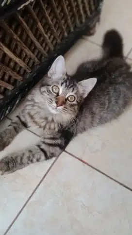 Open adopsi kucing persia betina usia 2 tahun kurang