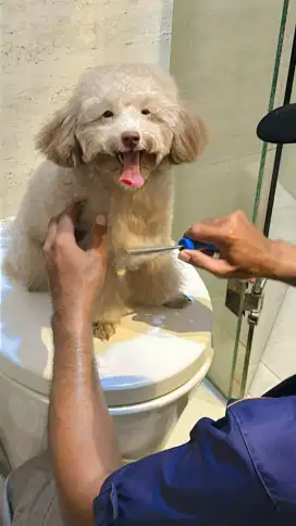 Grooming cat panggilan kerumah