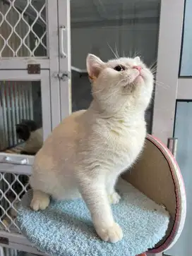 Kucing bsh white solid betina