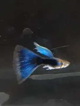 IKAN GUPPY CANTIK2