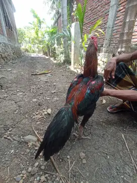 Ayam Bangkok Jantan