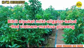 Jual berbagai jenis bibit alpukat unggul