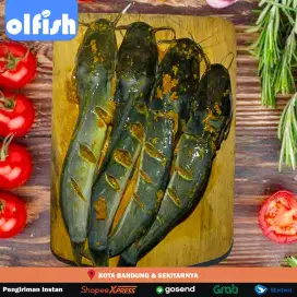 Alika OLFISH  IKAN BUMBU KUNING