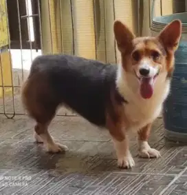 Anjing corgi / Pembroke Welsch Corgi