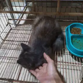 Open adopsi kucing