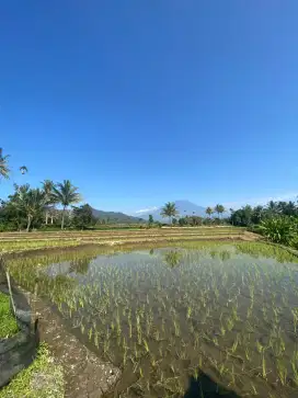 JUAL SAWAH DI KECAMATAN DEMPO UTARA KOTA PAGARALAM