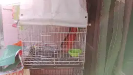 Kandang Kucing Kandang Musang Kandang Burung