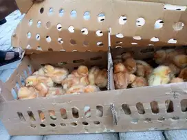 Padang, DOC/Bibit Ayam Petelur Lengkap Kualitas Super