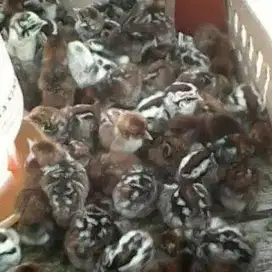 Sidoarjo, Ayam Arab Petelur Usia Dewasa atau Anakan