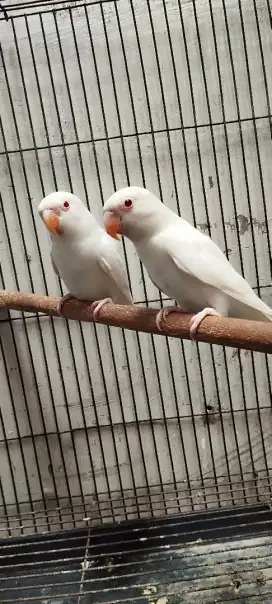 Burung lovebird albino mm