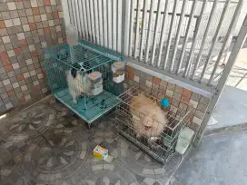 Kandang anjing stainless murah
