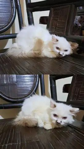 KUCING MUNCHKIN NS HIMALAYA