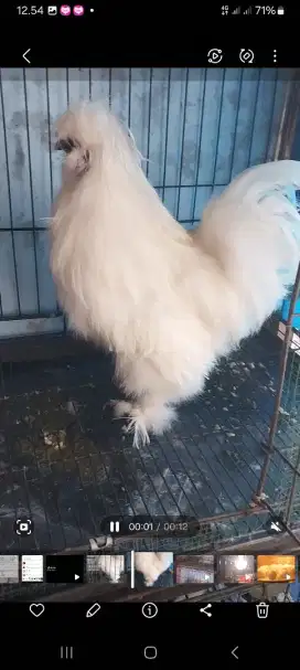 Ayam america silky