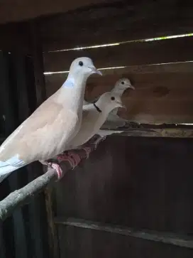 Burung puter warna cerah