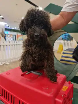 Poodle Jantan Male Choco SILVER STB Stamboom 2Tahun