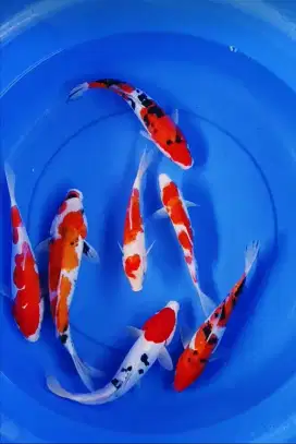 Ikan koi kohaku sanke doitsu