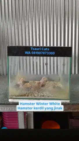 Hamster Winter White
Hamster kerdil, Imut dan Lucu