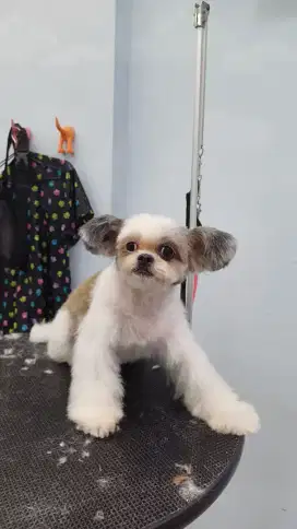 TOMMY GROOMING HOME SERVICE CAT N DOG