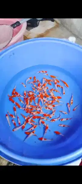 Ikan koi bibit kohaku sanke size 10~15cm mix
