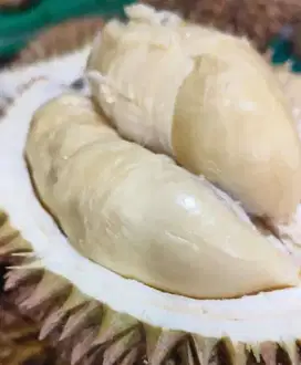 Duren wonosobo matang pohon