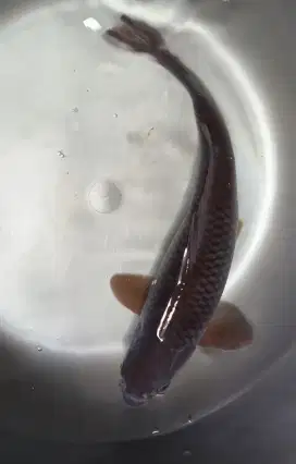 Koi ochiba size 42cm