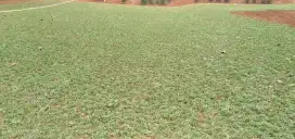 Tukang rumput gajah mini
