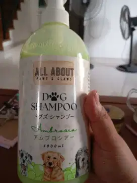 Shampoo all about dog