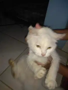 Kucing anggora & bsh