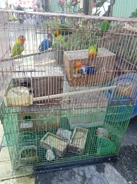 Jual burung lovebird produk