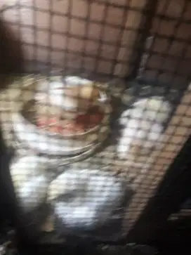 Ayam negeri umur 2,3,4 minggu