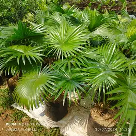 Pohon palem sadeng tinggi 80cm-150cm