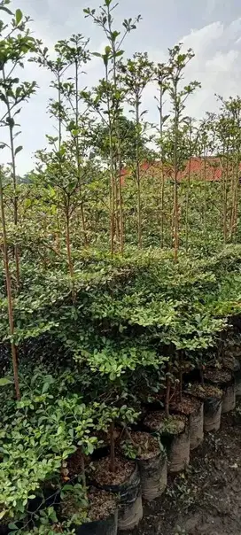 Pohon ketapang kencana hijau dan varigata,tinggi 2mtr-5meter