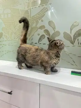 Kucing Munchkin Betina
