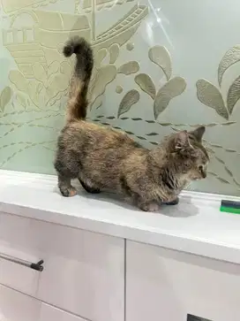 Kucing Munchkin Betina