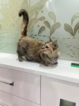 Kucing Munchkin Betina