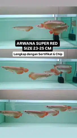 arwana Super red