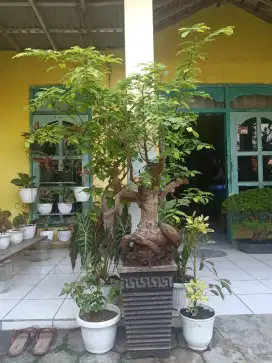 Bonsai Asam Jawa Unik dan Istimewa!