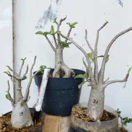 Adenium Arabicum Thaisocotranum RCN