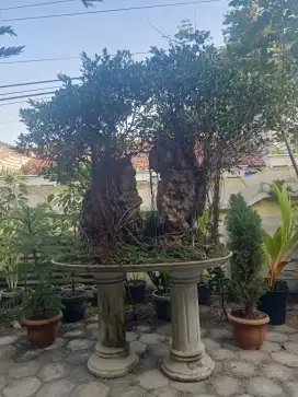 BONSAI Mewah! Beringin Gapura Batu Kembar (XL) Istimewa!