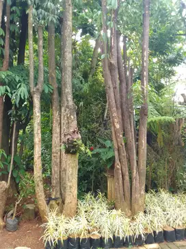 Pohon pule gruping