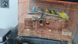 Burung parkit dewasa harga per ekor