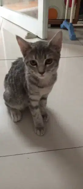 Siap adopsi kucing betina 5 bulan