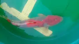 Ikan koi Goshiki warna merah 43cm bagus