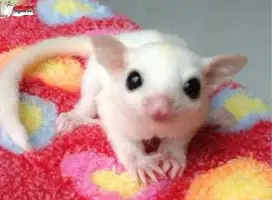 Sugar Glider Leucistic Jantan Betina Joey