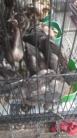 Ayam pelung usia 2 minggu sampay 1 bulan harga 130